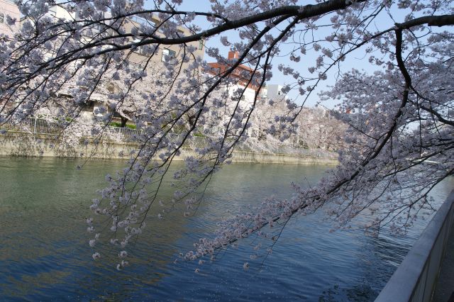 川に枝を伸ばす桜の木々。