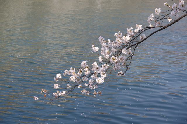 水面に伸びるきれいな桜の枝。