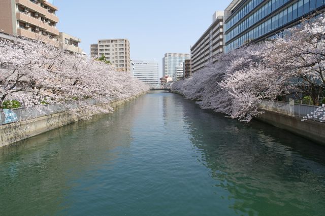 巴橋からも両岸に桜があふれる光景が楽しめます。