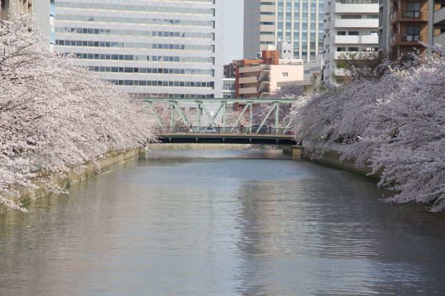 次の東富橋が終点。桜がひしめき合います。
