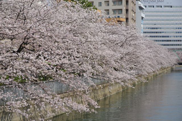 左側の濃い桜の木々。