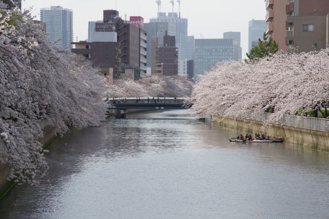 川沿いに桜が長い距離ひしめき合う素晴らしい場所でした。