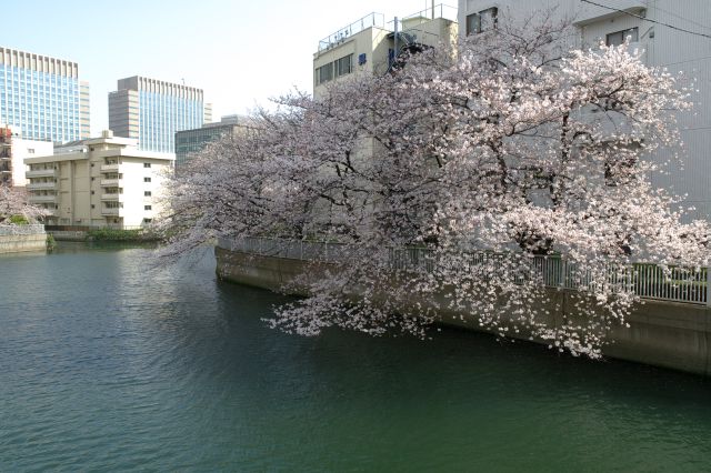 川の分岐点右側の桜。