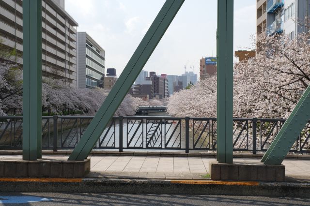 鉄橋越しの桜もまた良い。