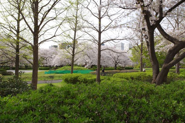 後で行く公園の西側にも桜があふれています。