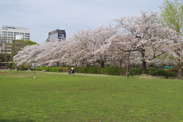 桜並木はまだ続きます。