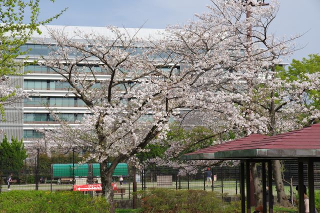 脇にはテニスコート。ここにも桜があります。