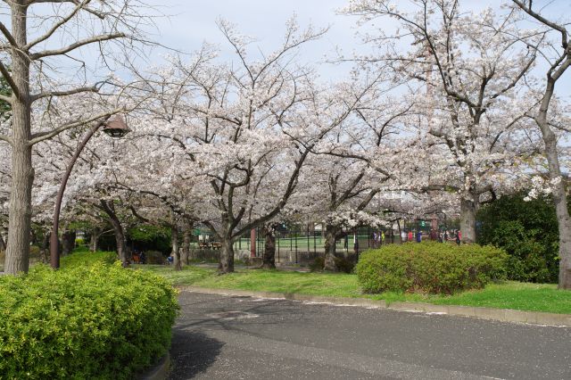 テニスコートと桜の木々。