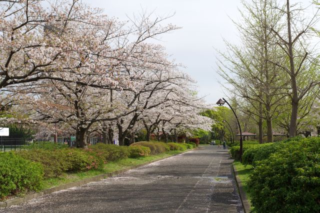 広場脇の歩道にも続く桜の木々。