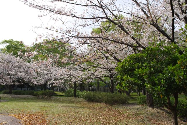 遊具のある冒険広場、周囲に桜があります。