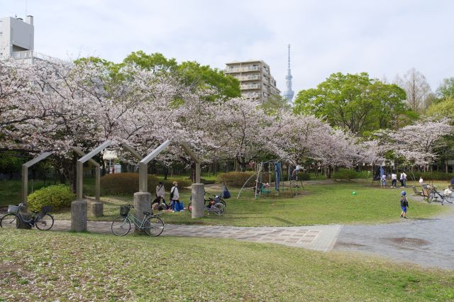 桜に囲まれた冒険広場で子供たちが遊びます。