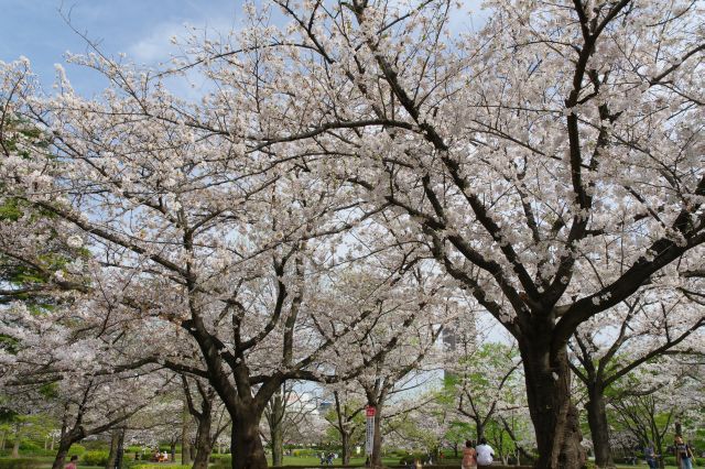土手の上の桜の木々。
