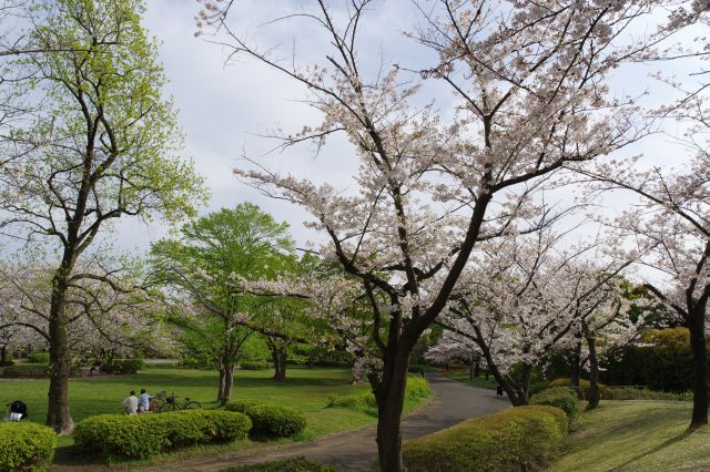 芝生広場周辺、緑や桜があふれる。