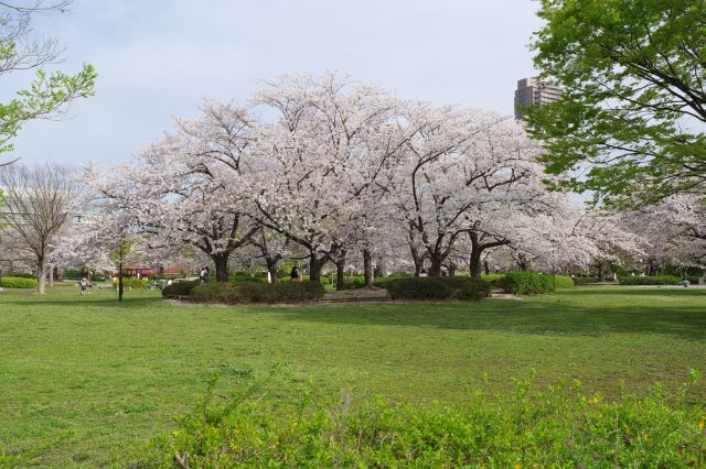半円形の芝生広場、桜の木々が点在しています。