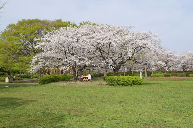 広場の桜の木々、その下で憩う人々。