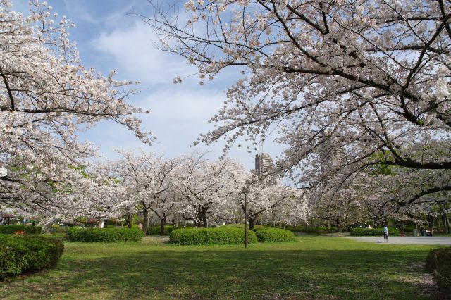 桜のあふれる心地よい広場です。