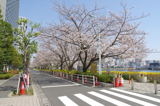 橋の付け根の下をくぐり新川公園へ。道沿いに桜並木が続きます。
