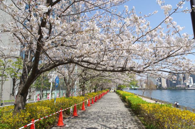 隅田川土手上にきれいな桜並木が続きます。