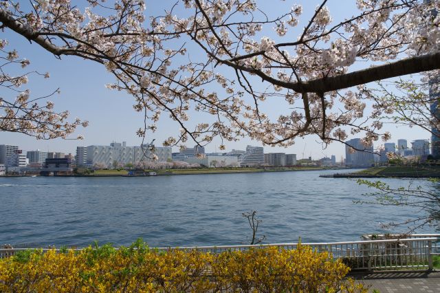 川が分岐する開放的な景色と桜の木。