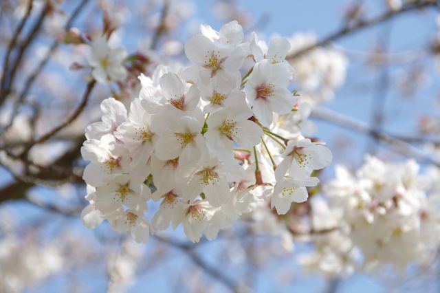 すぐ頭上に咲く可憐な桜の花。