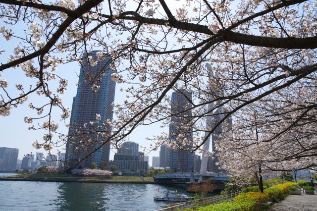 新川公園の桜の写真ページ