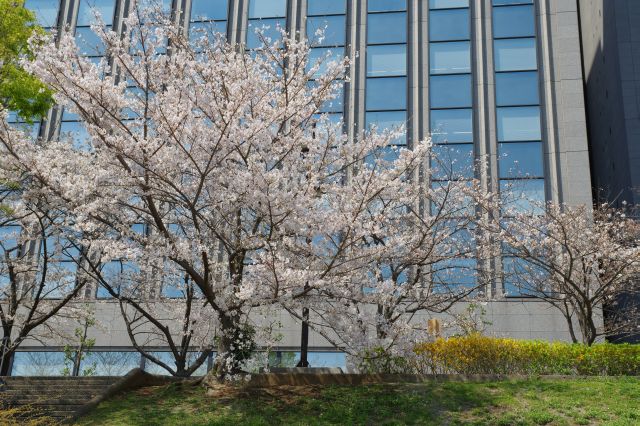 土手上には桜の木々。
