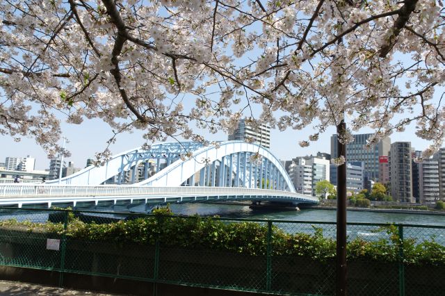 桜越しの永代橋も良い風景です。