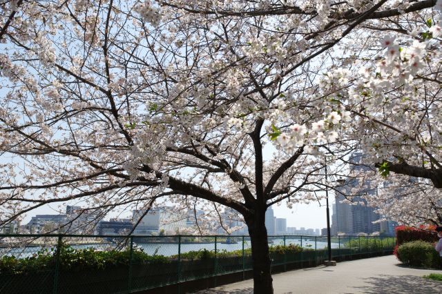 登るとちょっとした広場で桜のアーチが覆います。