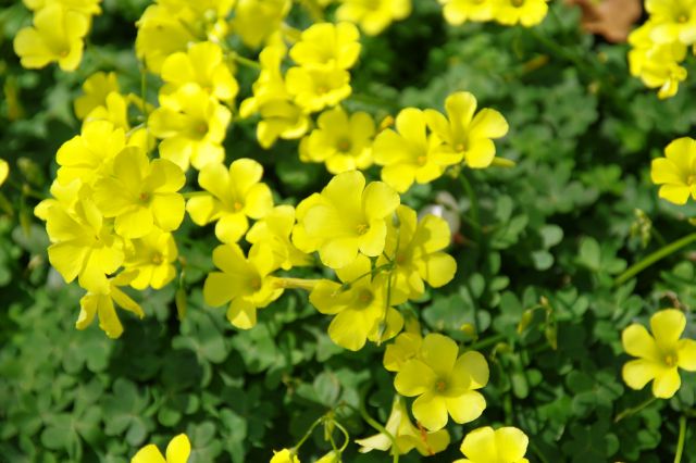 地面の黄色い花も対照的できれい。