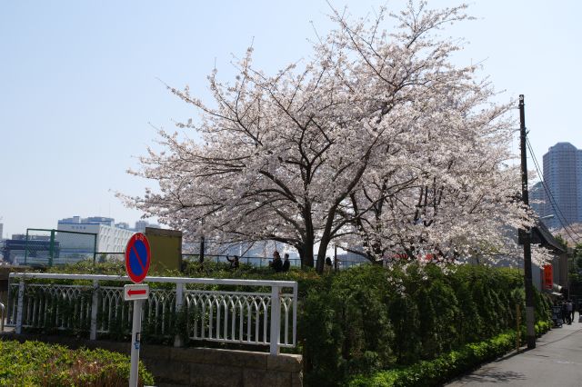 永代橋西交差点前へ。さきほどのきれいな桜のアーチ。