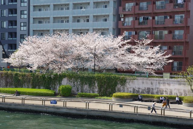 永代橋から見た桜のアーチ。