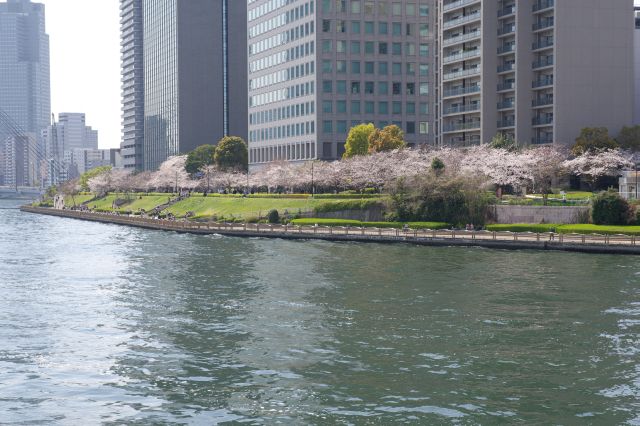 永代橋からの新川公園。連続する桜並木が見事です。
