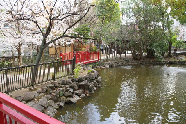 右側の池ともう1つの橋と桜の木。心落ち着く場所です。