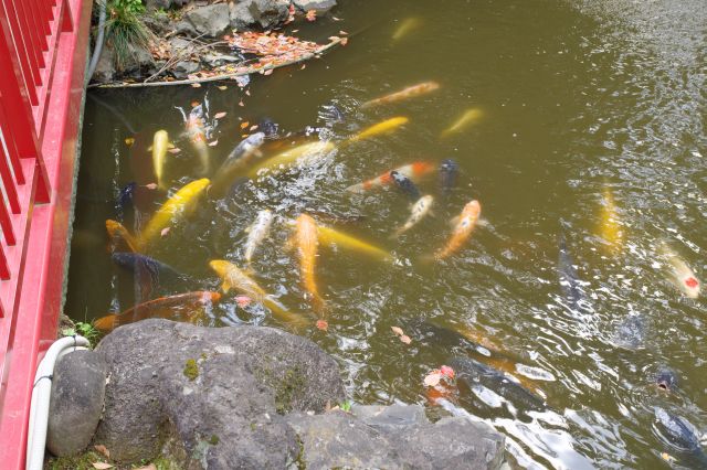 弁天池には鯉がいます。