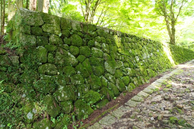 緑の苔が印象的な石垣。