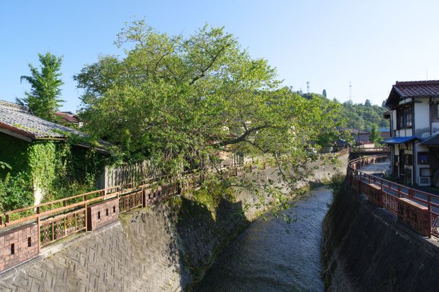 橋の上からは川にせり出す大きな遠山桜が見られます。