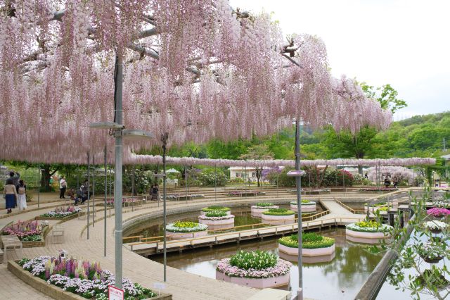 うす紅の棚にはＣの字型に藤棚があります。