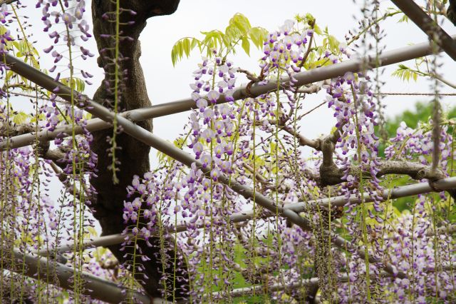 藤棚から垂れる藤の花。