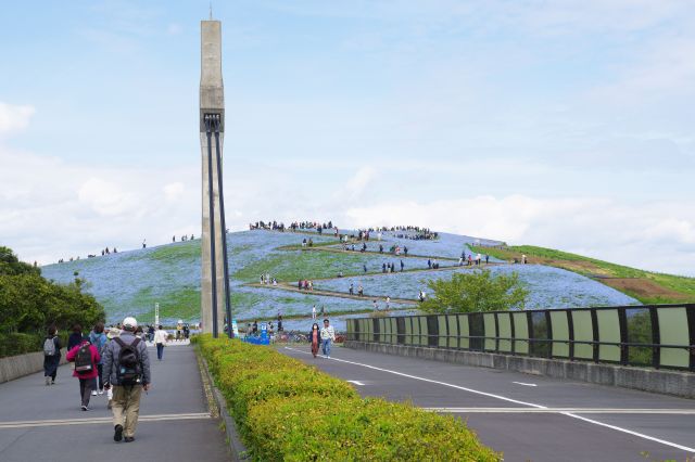 広大なひたち海浜公園、みはらしの丘へ。