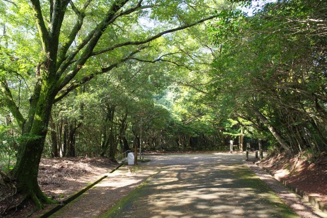 屋島寺前へ到着。左は登ってくる山道で右が寺、参拝者が行き来していました。自然が心地よい山上散策でした。