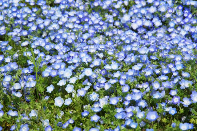 青い色をした花が集まります。