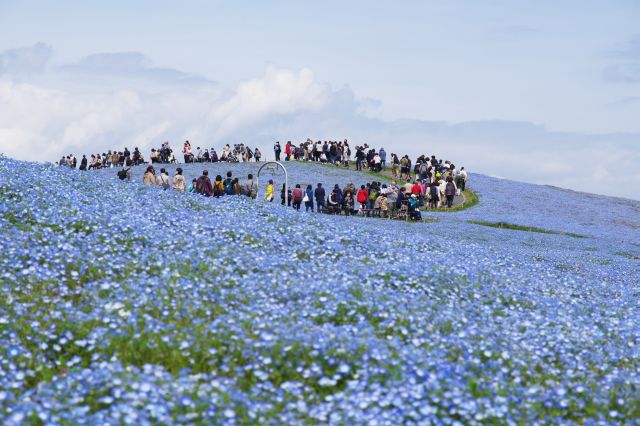 頂上付近には青いネモフィラの絨毯に沢山の人の列。