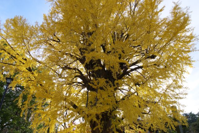 輝かしい黄金色の見事な大木です。