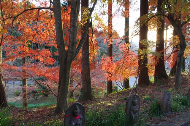 石仏が並ぶ路、左側の斜面側に太陽越しの輝かしい紅葉が見られます。