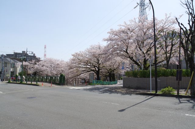 JR成瀬駅から徒歩10分ほど、町田市立総合体育館付近の成瀬中央橋に到着。桜があふれています。
