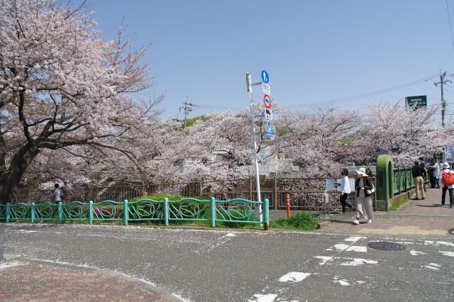 橋の周りには桜が沢山、花見客も多数見かけます。