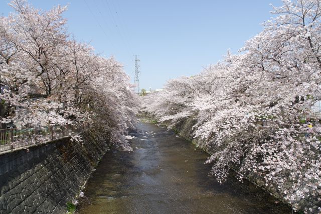成瀬中央橋からの上流方面。両岸に密度の濃い桜があふれる見事な光景です。
