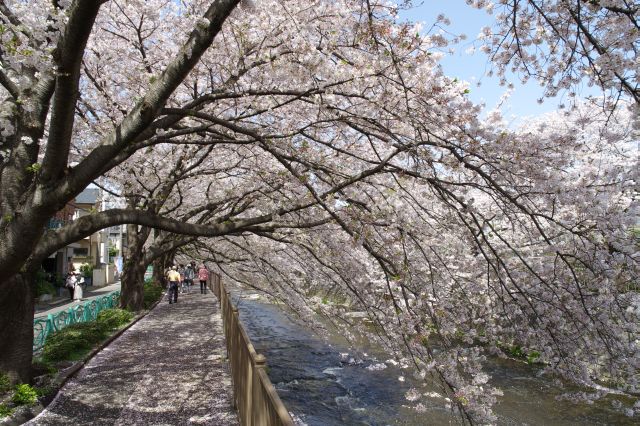 上流方向へ遊歩道を歩いて行きます。頭上を越えて川へと枝を伸ばす桜のアーチ。