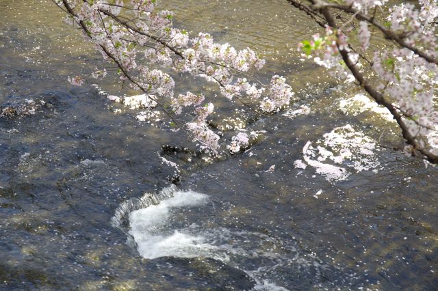 水の音が心地よい水辺の風景と桜の枝。桜の花びらも流れていきます。