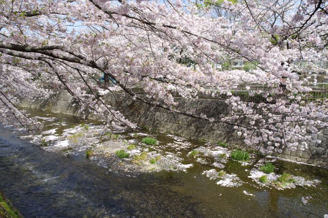 一帯に桜があふれる川沿いの風景が続きます。